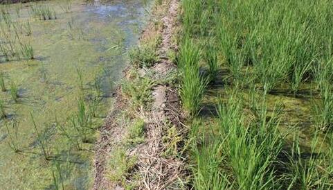 施入到土壤中的有益微生物到底是如何改變土壤環(huán)境呢？