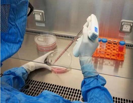 細胞停滯期影響因素有哪些