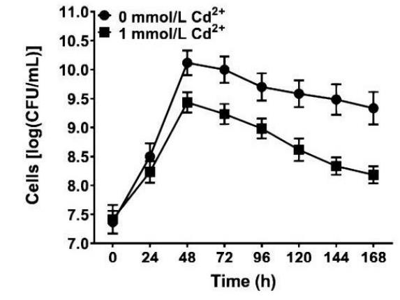 減少歪頭菜鎘積累的根際貪銅菌篩選方法