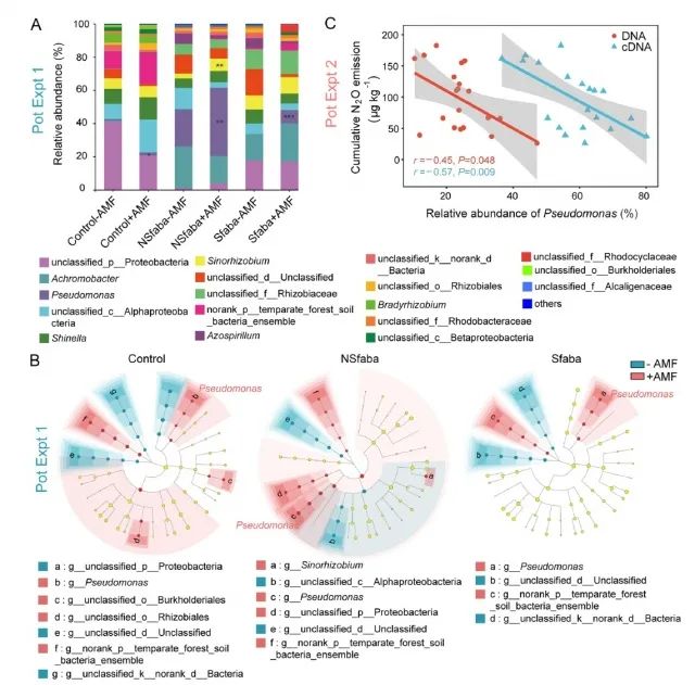 N2O還原菌對菌絲分泌物的趨化、生長和N2O減排響應(yīng)