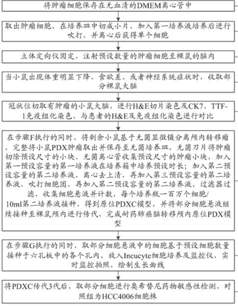 奧西替尼耐藥肺癌腦轉(zhuǎn)移顱內(nèi)的原位PDX模型構(gòu)建方法