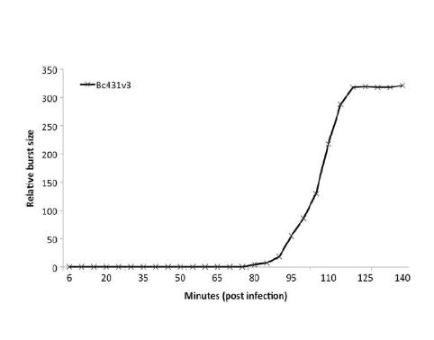 溫帶的蠟樣芽孢桿菌噬菌體分離與鑒定