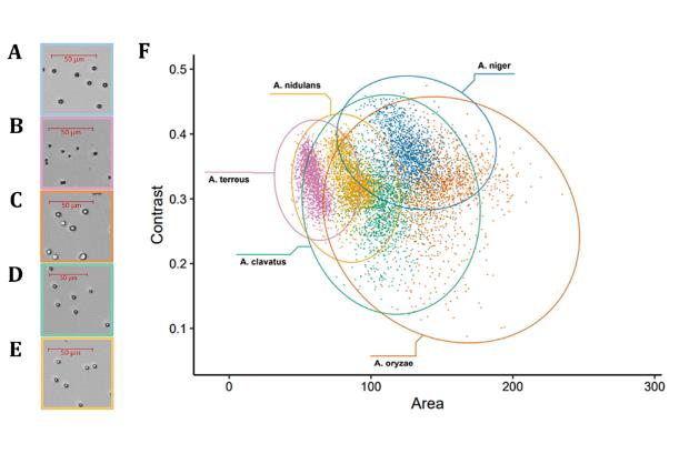 Biosense微生物動(dòng)態(tài)監(jiān)測系統(tǒng)應(yīng)用：研究黑曲霉分生孢子混合物萌發(fā)的方法