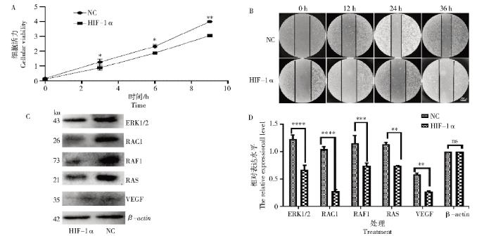 HIF-1α納米抗體對黑素瘤細(xì)胞增殖與生長（結(jié)果與分析、結(jié)論）