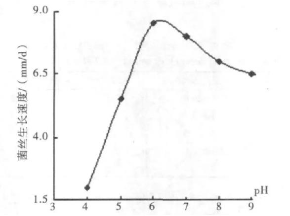 野生黑木耳N56菌株分離純化、菌絲生長速率實驗（二）