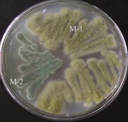 土霉素菌渣無(wú)害化處理：篩選菌株的生長(zhǎng)曲線(xiàn)及產(chǎn)蛋白酶條件（一）