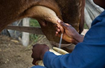 生鮮牛乳中細(xì)菌來源及牛乳中細(xì)菌生長情況