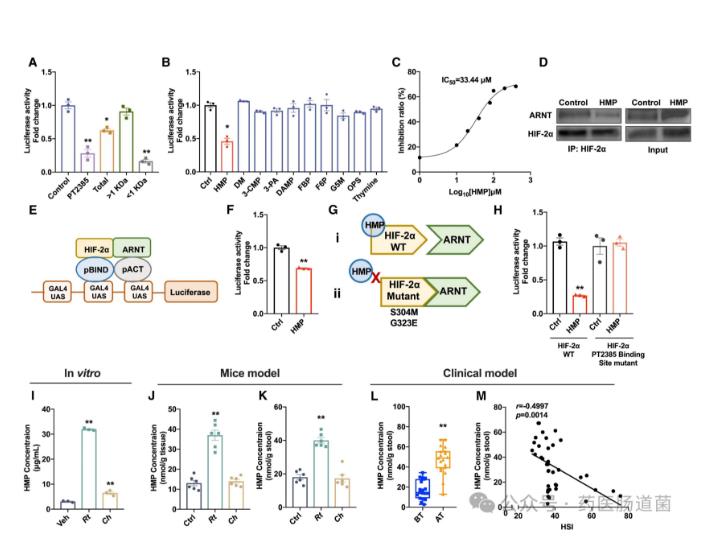 微生物代謝物抑制 HIF-2α-神經(jīng)酰胺途徑，減輕飲食誘導(dǎo)的肝脂肪變性