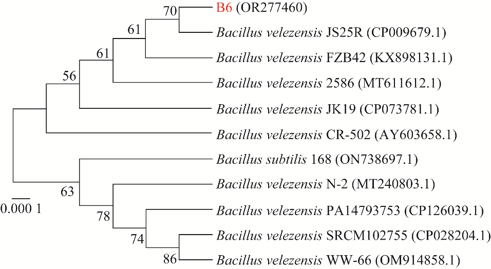 貝萊斯芽孢桿菌B.velezensis B6生長曲線、驅(qū)油功能特性評價（一）