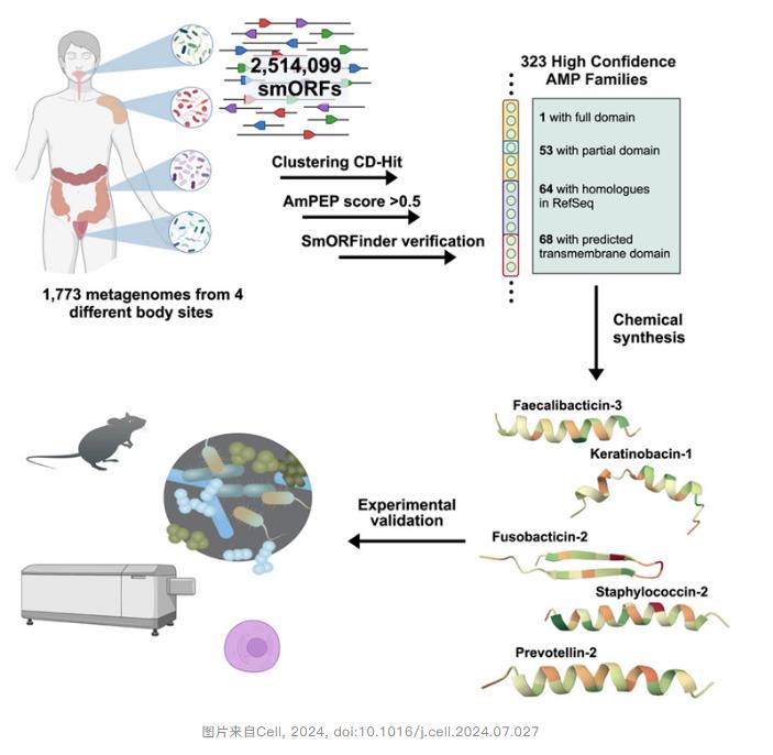 腸道微生物競爭有限資源，加速抗生素的發(fā)現(xiàn)