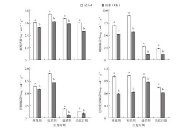 普城沙雷菌對黃瓜生長品質(zhì)、根際土壤微生物數(shù)量的影響（二）