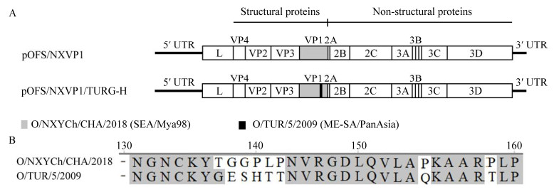 重組?口蹄疫病毒鑒定、生長特性測定及滅活疫苗制備（一）