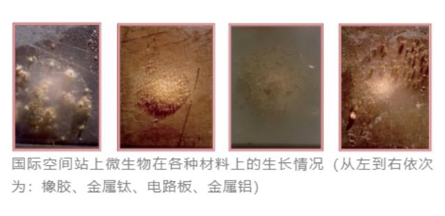 空間站微生物來自哪里？微生物培養(yǎng)法檢測技術(shù)