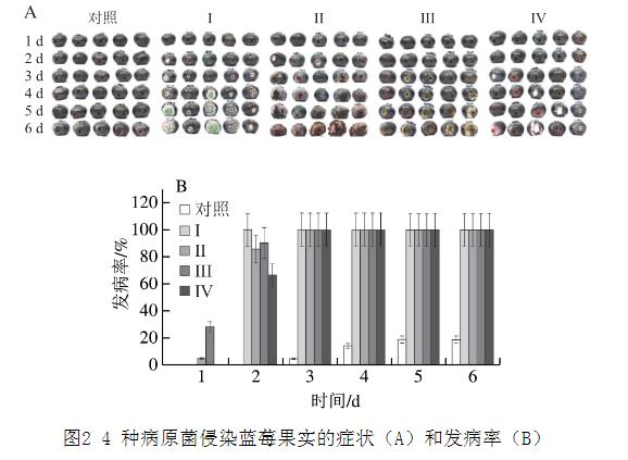 25種天然植物精油對藍莓致病菌生長曲線、抑制作用（二）