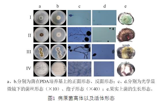 25種天然植物精油對藍莓致病菌生長曲線、抑制作用（一）