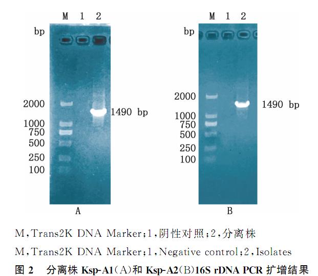 鵪鶉肺炎克雷伯菌血清型鑒定、耐藥性檢測及致病潛力（三）