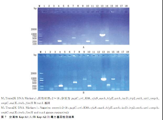 鵪鶉肺炎克雷伯菌血清型鑒定、耐藥性檢測及致病潛力（四）