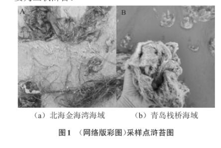 滸苔多糖降解微生物采集、分離、篩選、鑒定及生長曲線測定（一）
