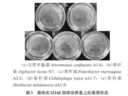 滸苔多糖降解微生物采集、分離、篩選、鑒定及生長曲線測定（三）
