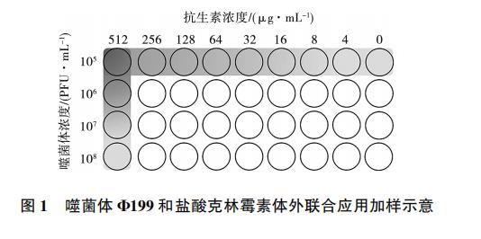 大腸桿菌噬菌體Φ199一步生長(zhǎng)曲線、與鹽酸克林霉素體外聯(lián)合應(yīng)用效果（一）