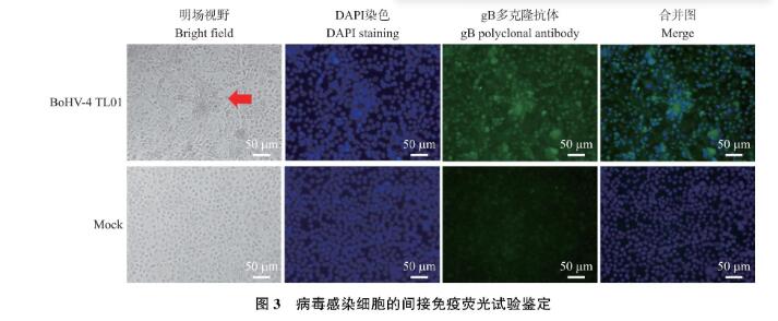 國(guó)內(nèi)新發(fā)病原牛皰疹病毒4型(BoHV-4)qPCR鑒定、分離及一步生長(zhǎng)曲線測(cè)定（三）
