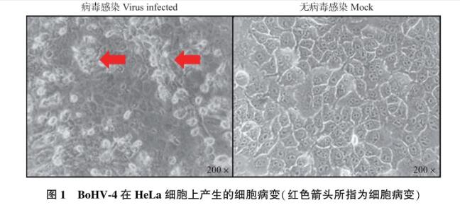 國內(nèi)新發(fā)病原牛皰疹病毒4型(BoHV-4)qPCR鑒定、分離及一步生長曲線測定（二）