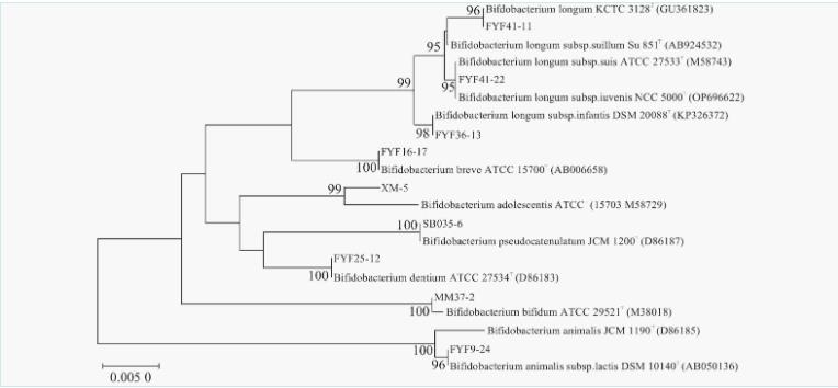 雙歧桿菌分離鑒定、耐受性試驗(yàn)、益生特性試驗(yàn)及安全性評(píng)價(jià)（二）