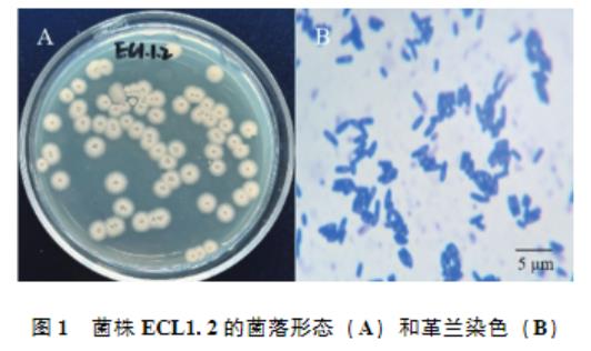 ?高產(chǎn)纖維素酶枯草芽胞桿菌生長曲線、產(chǎn)蛋白酶及α-淀粉酶能力及藥物敏感性研究（一）