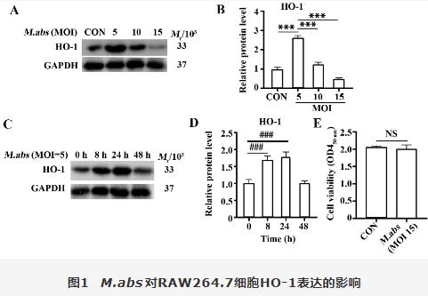膿腫分枝桿菌胞內(nèi)菌落計數(shù)、對RAW264.7細(xì)胞血紅素氧化酶1調(diào)控自噬影響（一）