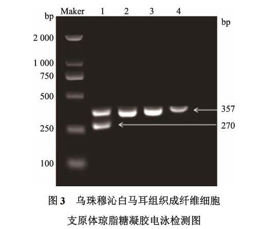 白馬耳組織成纖維細(xì)胞體外培養(yǎng)、冷凍前及復(fù)蘇后存活率、生長(zhǎng)曲線繪制（二）