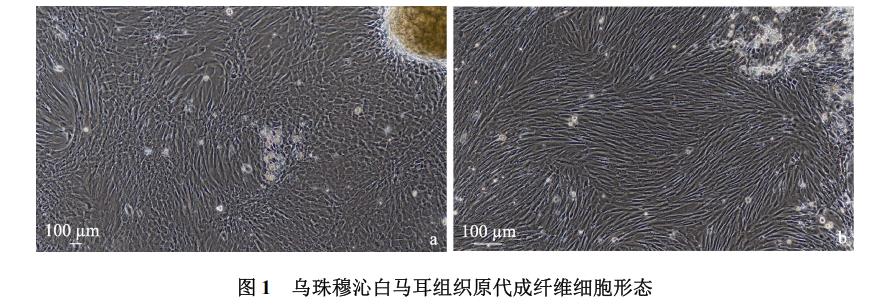 白馬耳組織成纖維細(xì)胞體外培養(yǎng)、冷凍前及復(fù)蘇后存活率、生長(zhǎng)曲線繪制（一）