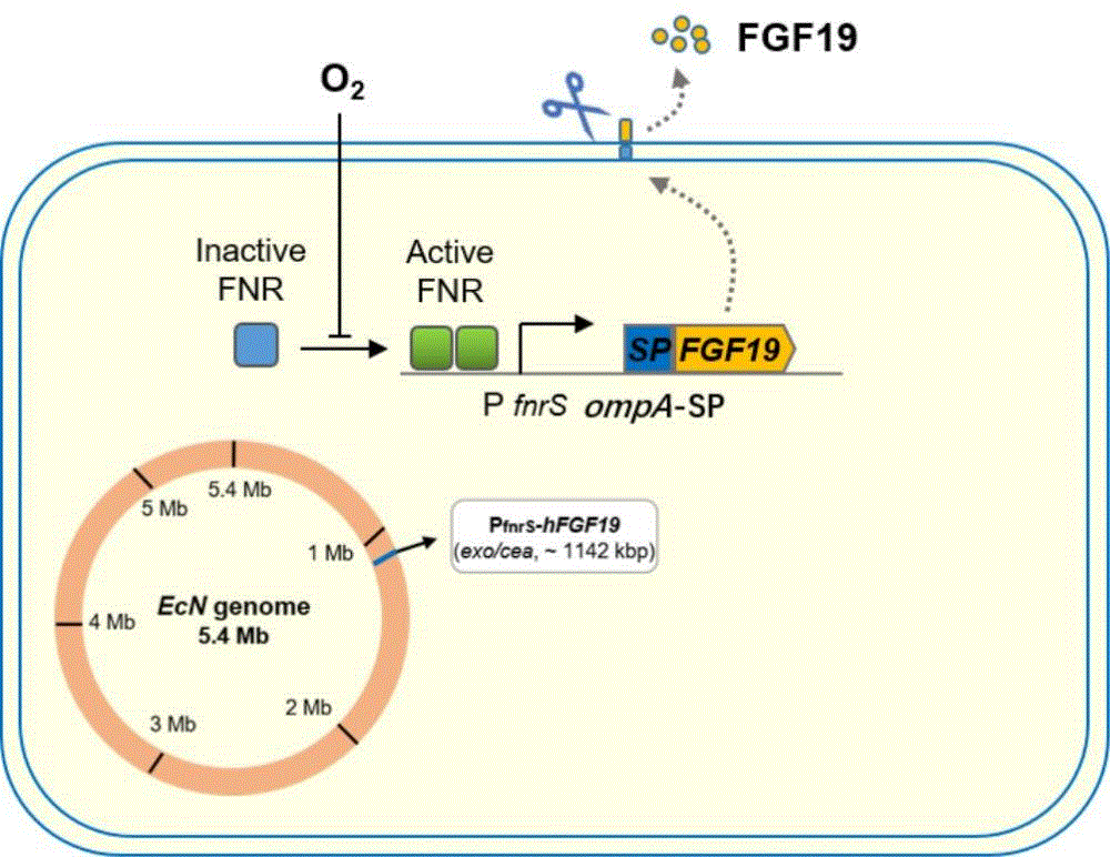 工程菌大腸桿菌EcN FGF19-01培養(yǎng)、生長曲線測定及改善慢性結(jié)腸炎作用研究（一）