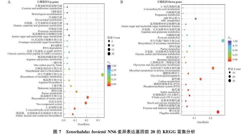 轉(zhuǎn)錄水平解析昆蟲病原線蟲共生菌菌株新型殺菌蛋白PPIA-L20基因表達調(diào)控——?討論與結(jié)論