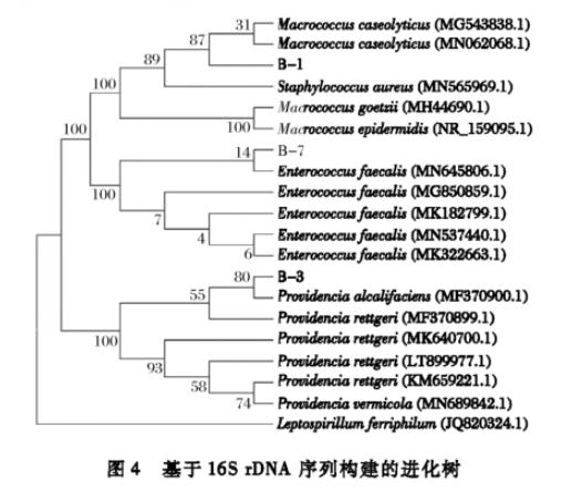 生食大眼金槍魚中生物胺產(chǎn)生菌分離純化、菌落總數(shù)、生長曲線及形狀鑒定（三）