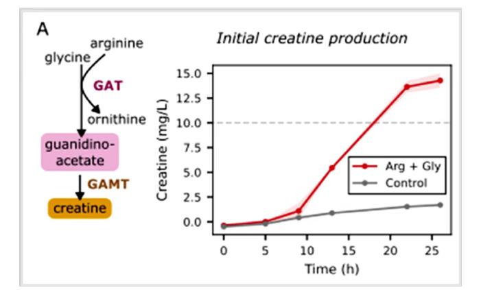 基于全細胞生長的 GAT 生長耦合策略，突破合成肌酸過程中的代謝瓶頸