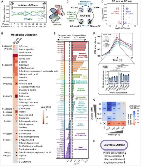 量化人類腸道菌種對艱難梭菌長期生長的影響（三）