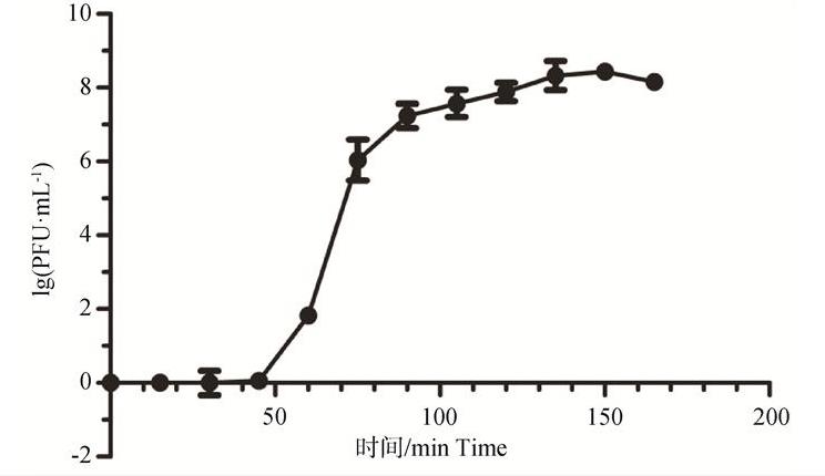 攜帶抗生素耐藥基因沙門菌P1噬菌體-質(zhì)粒效價(jià)、形態(tài)、一步生長(zhǎng)曲線及最適溫度（二）