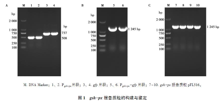 lmo1508/lmo1509基因缺失對(duì)單增李斯特菌生長(zhǎng)曲線、抗氧化應(yīng)激能力的影響（二）