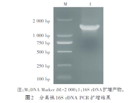 家兔肺支氣管敗血波氏桿菌生長曲線測定及耐藥性研究（二）