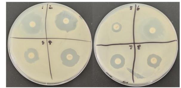 牛源解淀粉芽孢桿菌產(chǎn)纖維素酶活力測(cè)定、抗逆性及藥敏試驗(yàn)（二）