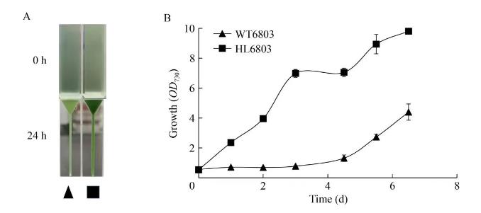 速生集胞藻6803光合放氧速率、生長(zhǎng)曲線及基因組分析（一）