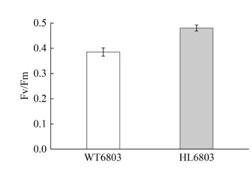 速生集胞藻6803光合放氧速率、生長(zhǎng)曲線及基因組分析（二）