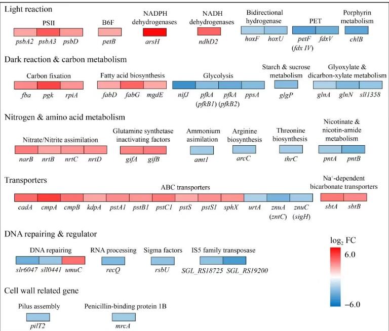 速生集胞藻6803光合放氧速率、生長(zhǎng)曲線及基因組分析（五）