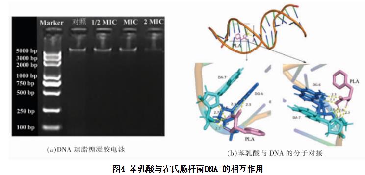 苯乳酸對(duì)霍氏腸桿菌生長(zhǎng)曲線、細(xì)胞凋亡、抑制活性、DNA的影響（四）