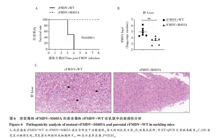O 型口蹄疫病毒 3D 突變體重組 FMDV 的鑒定及生長曲線的測定（三）