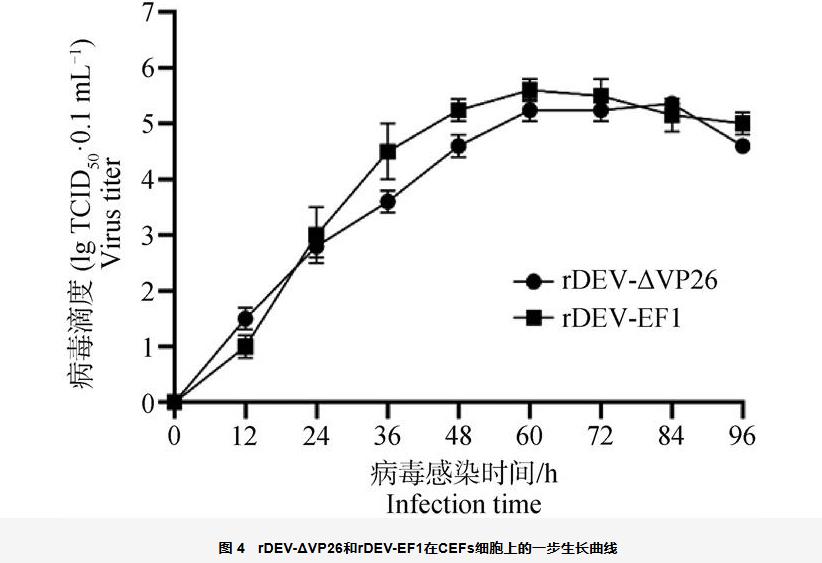 鴨瘟病毒基因缺失株rDEV-ΔVP26生長曲線、蝕斑面積及免疫原性分析（三）