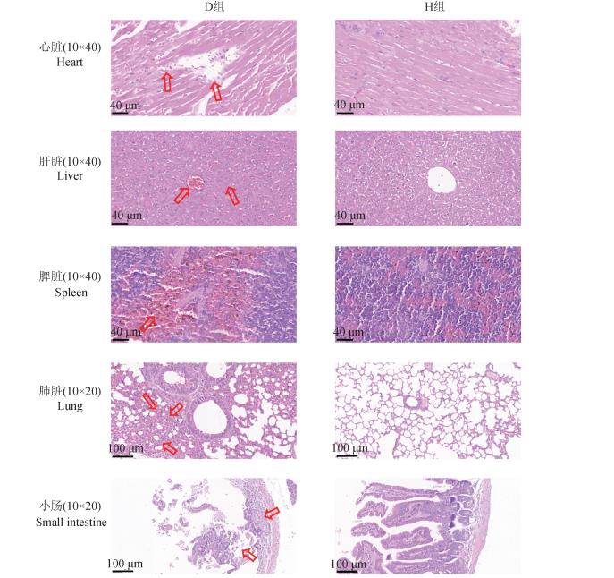 ?梅花鹿源A型產(chǎn)氣莢膜梭菌的分離鑒定、測序、毒素型、生化、耐藥性分析（三）