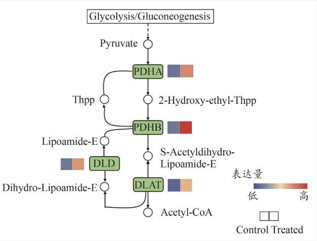 滇黃精水提物促進(jìn)羅伊氏乳桿菌生長增殖和定植的作用機(jī)制（四）