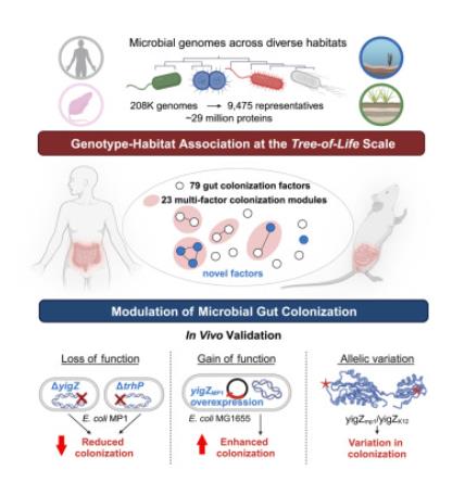 微生物在哺乳動物腸道中定植跨物種遺傳機(jī)制研究