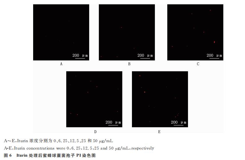 脂肽對(duì)蜜蜂球囊菌生長抑制作用及其孢子萌發(fā)的影響（三）